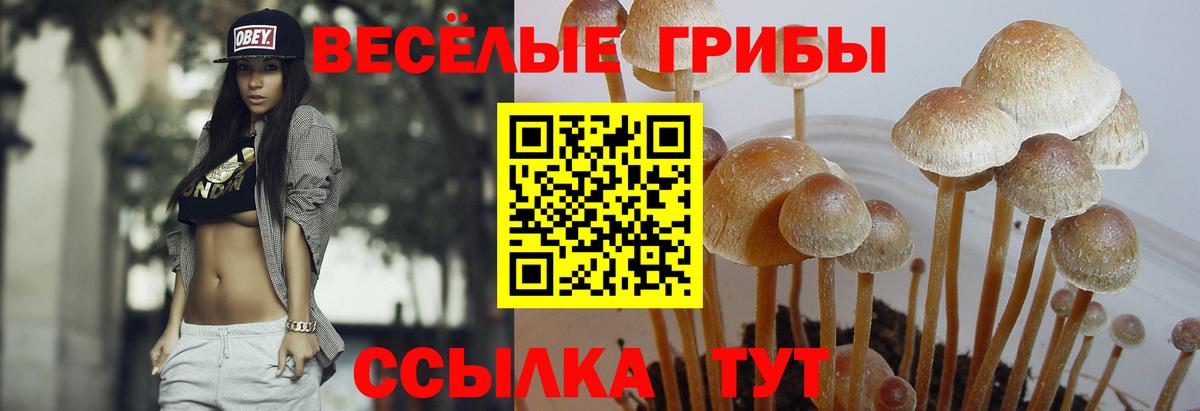 Псилоцибиновые грибы Psilocybine cubensis Белово